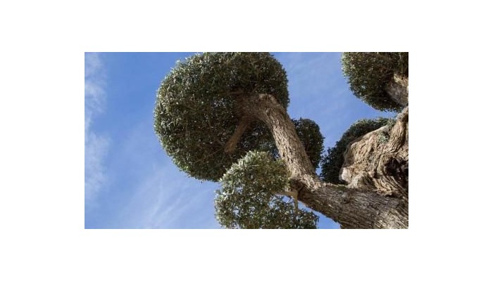 Hotel Swiss Moraira poza 22