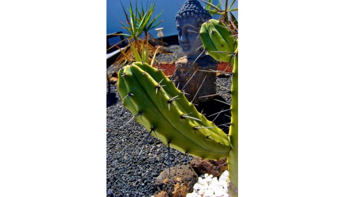 Hotel Villas Coral Deluxe poza 8