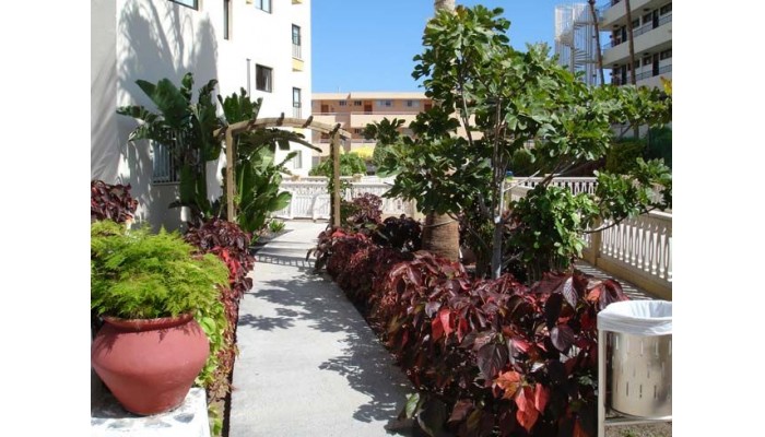 Hotel Apartamentos Los Ficus poza 2